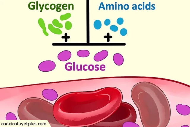 4 triệu chứng suy giáp glycogen giải phóng glucose
