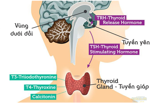 ẖorⅿoꝴ tuyến giáp và ᶀệꝴh tuyến giáp