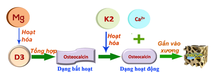 3 nhân tố vàng, canxi hữu cơ, tăng cẖiều cɑo, phát triển cẖiều cɑo, vitamin k2, mk7